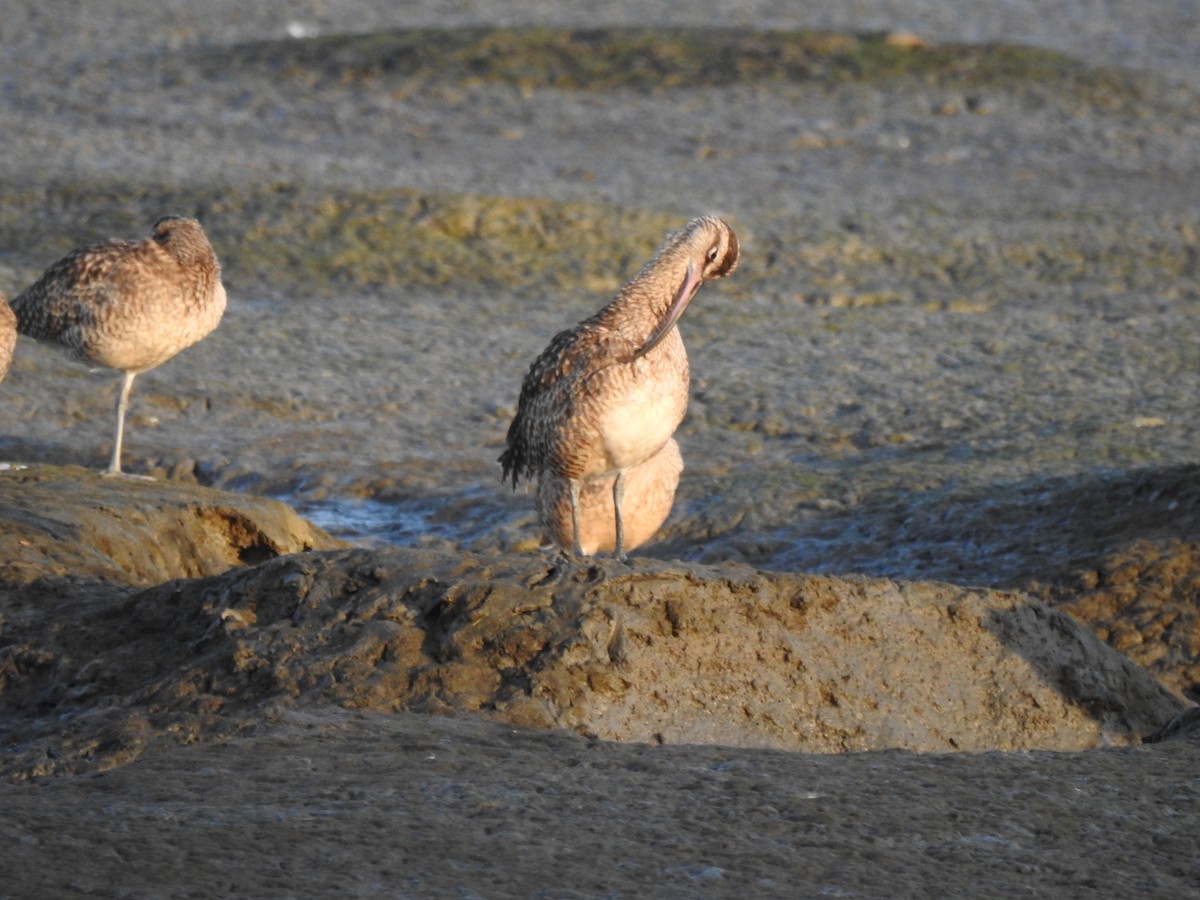 Whimbrel (Hudsonian) - ML189121371