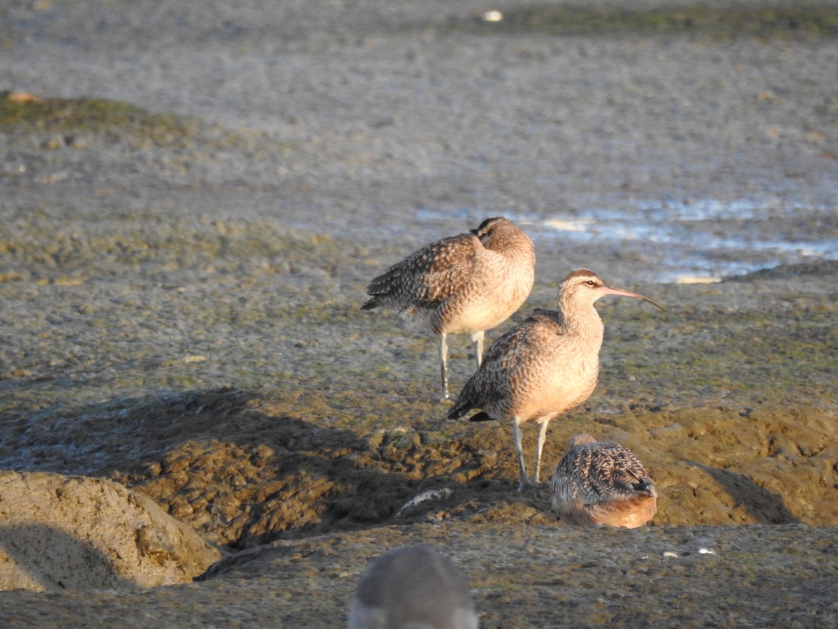 Kurlinta bekainduna (hudsoniarra) - ML189121381