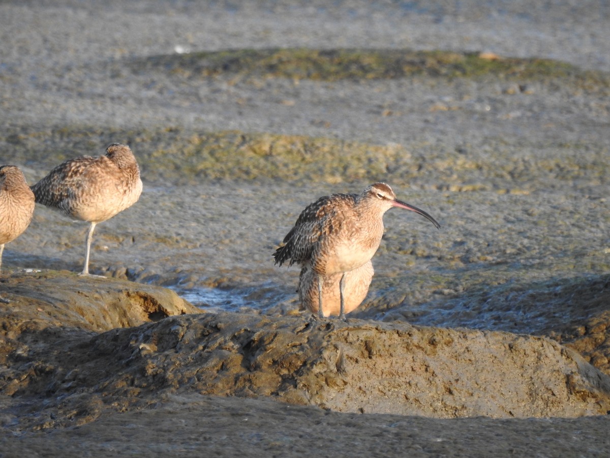 Whimbrel (Hudsonian) - ML189121391