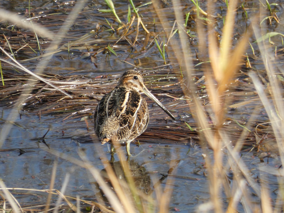 Wilson's Snipe - Ben Davis