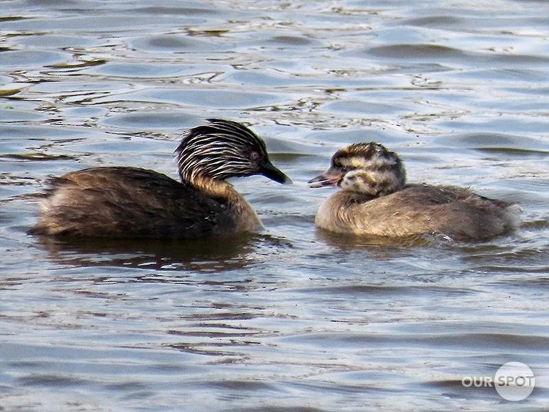 Hoary-headed Grebe - Scott Brooks