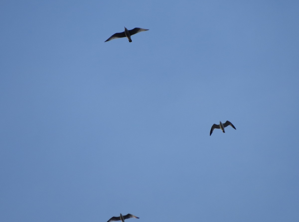 Ring-billed Gull - ML189122761