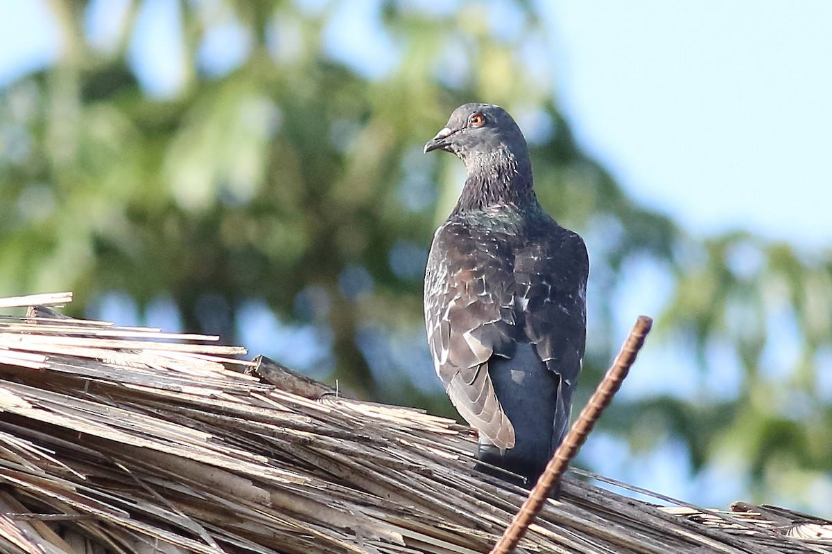 Rock Pigeon (Feral Pigeon) - ML189123731
