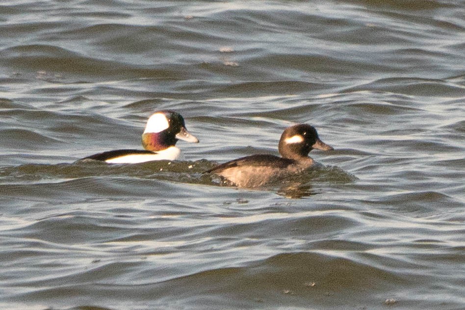 Bufflehead - ML189124921