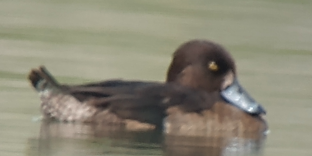 Tufted Duck - Lance Tanino