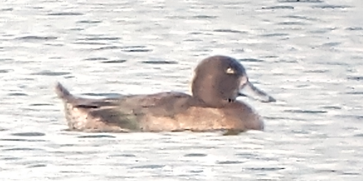 Tufted Duck - Lance Tanino