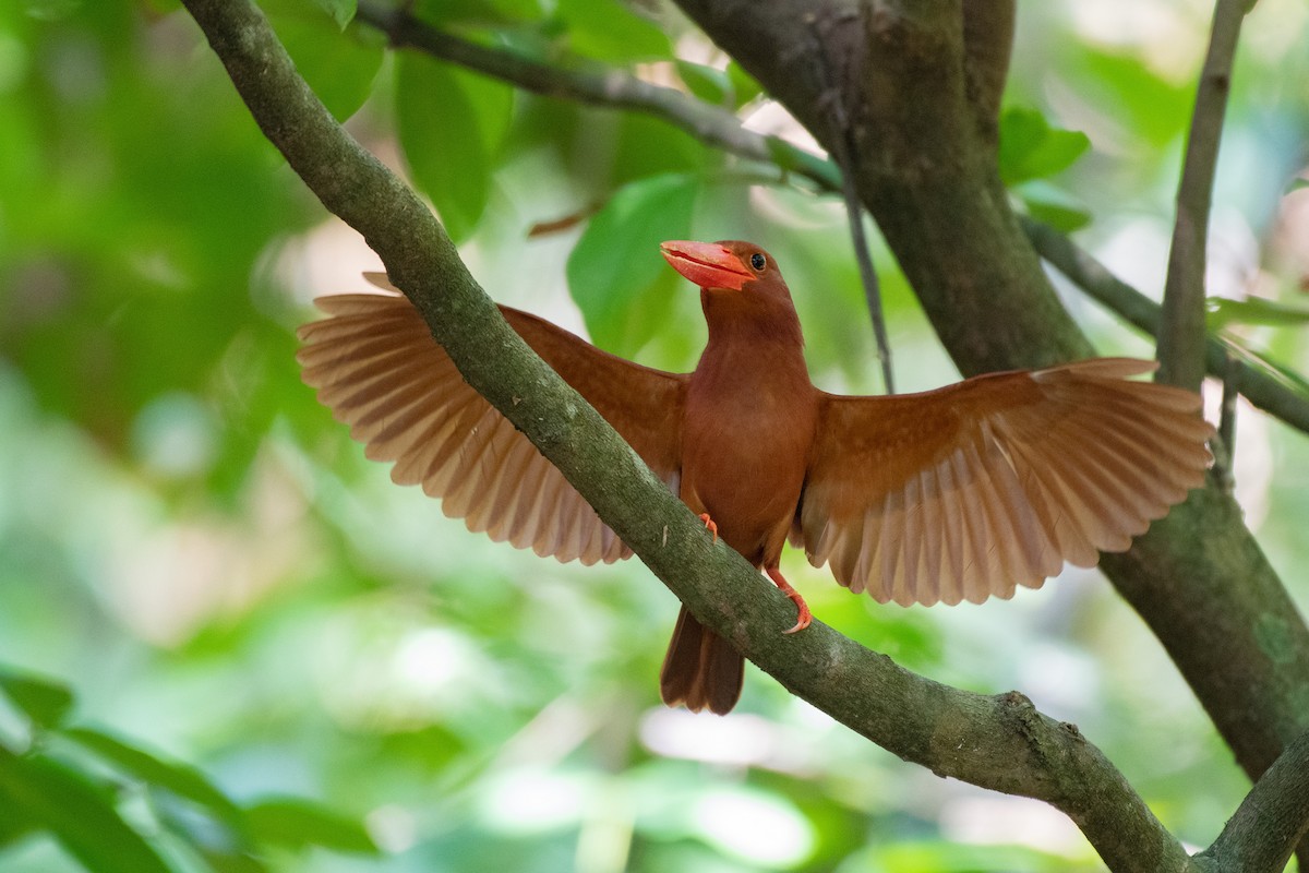 Ruddy Kingfisher - ML189128651
