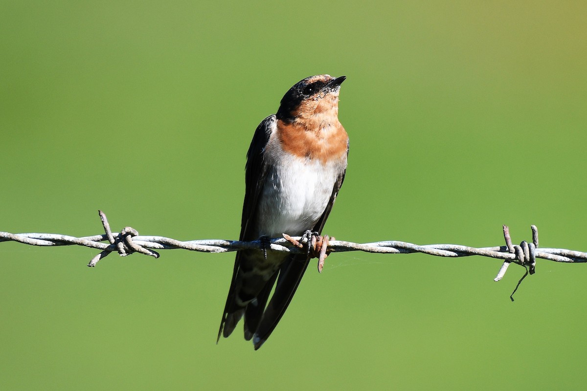 Golondrina Australiana - ML189129521