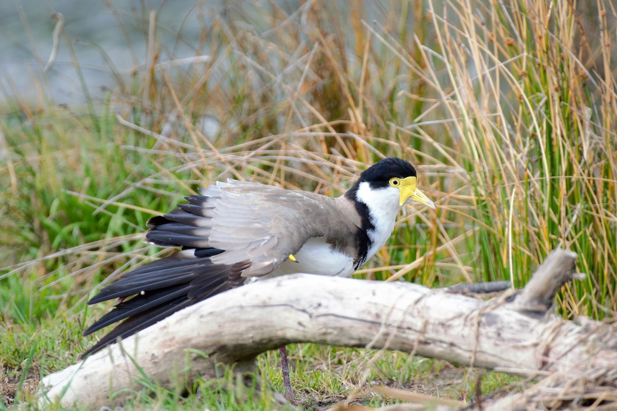 Masked Lapwing - ML189129741