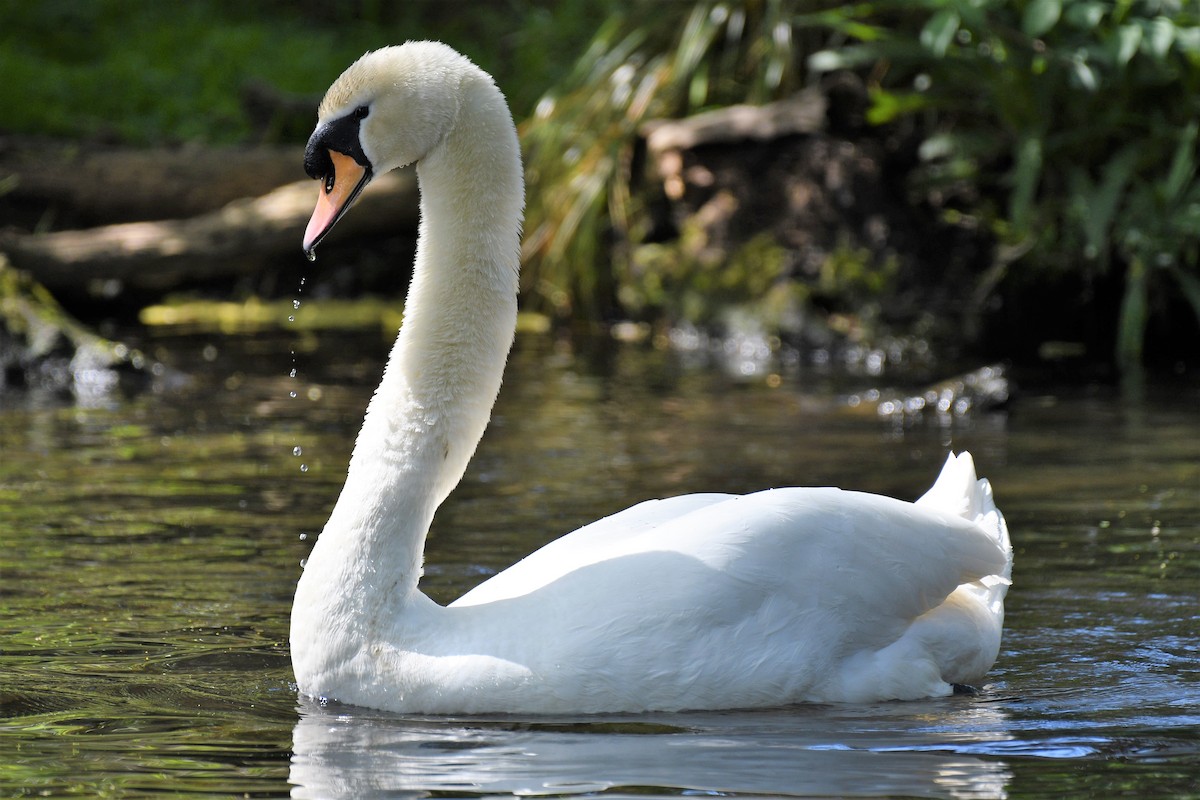 Mute Swan - ML189130911