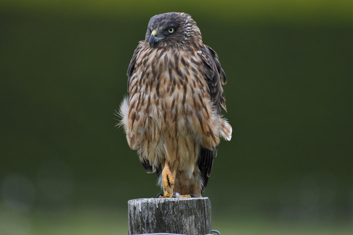 Swamp Harrier - kelly johnson