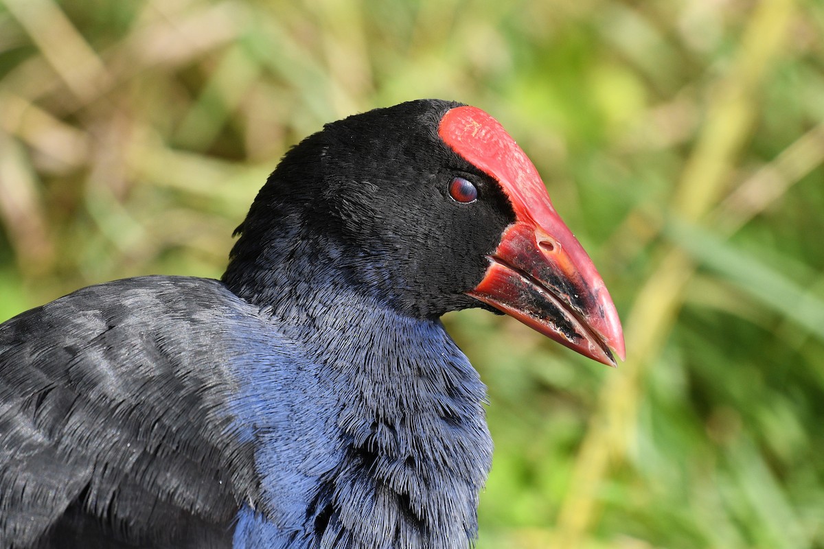 Australasian Swamphen - ML189131431