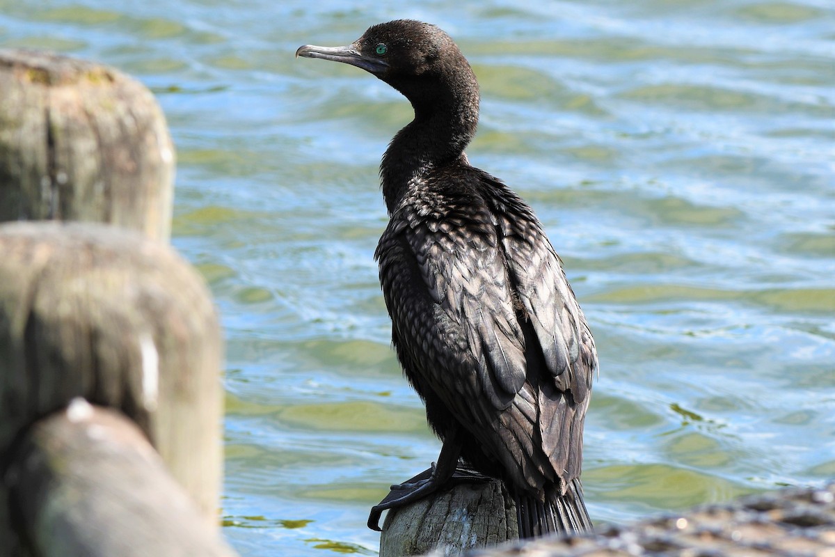 Little Black Cormorant - ML189132011