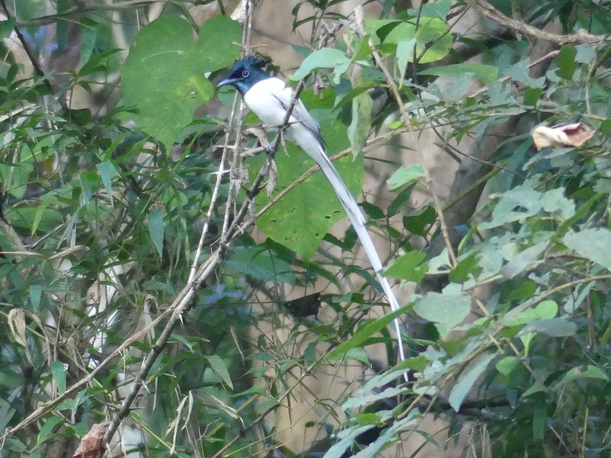 Indian Paradise-Flycatcher - Sue Wright