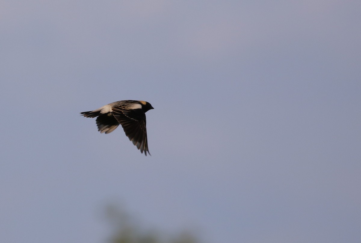 bobolink americký - ML189134091