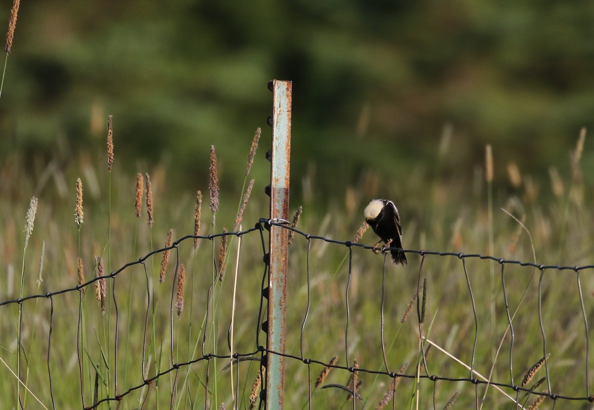 bobolink americký - ML189134111