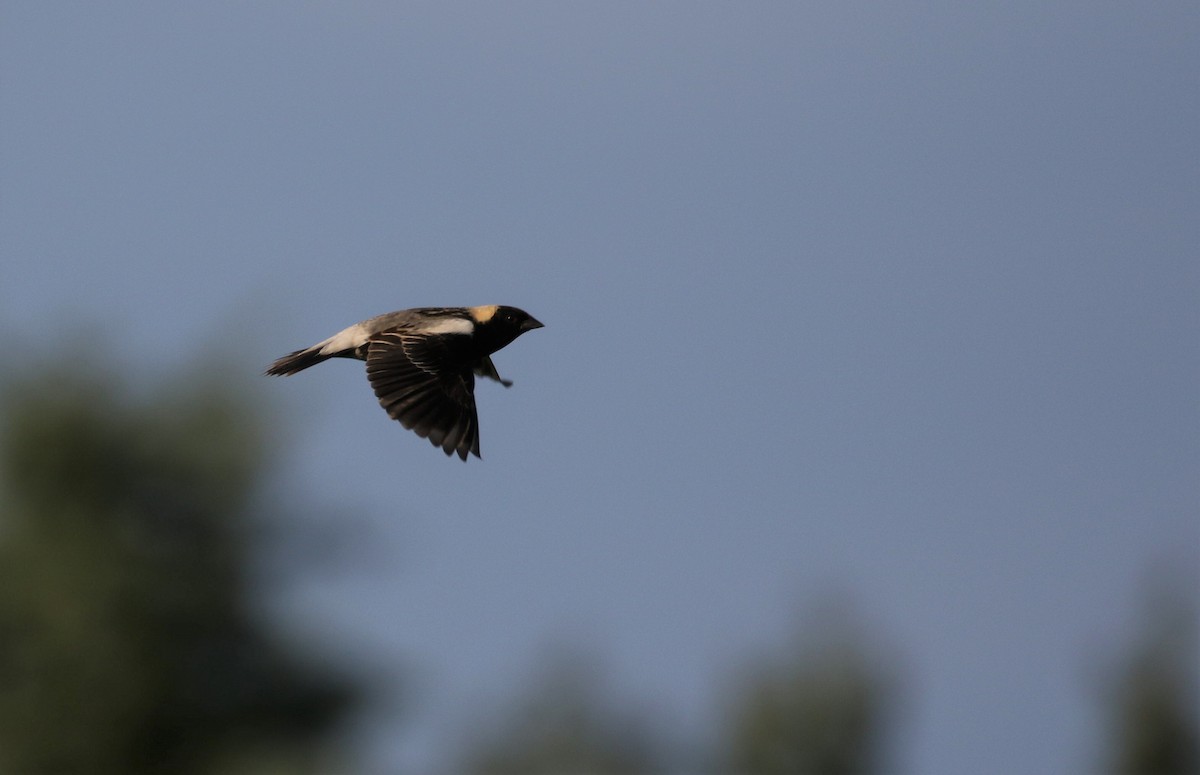 bobolink americký - ML189134121