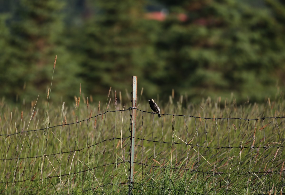 bobolink americký - ML189134511