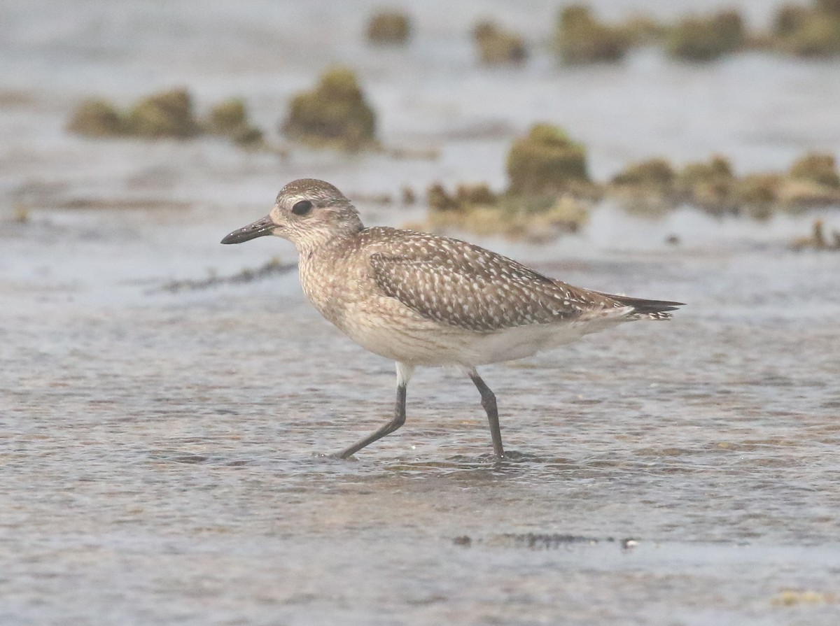 Black-bellied Plover - ML189135001