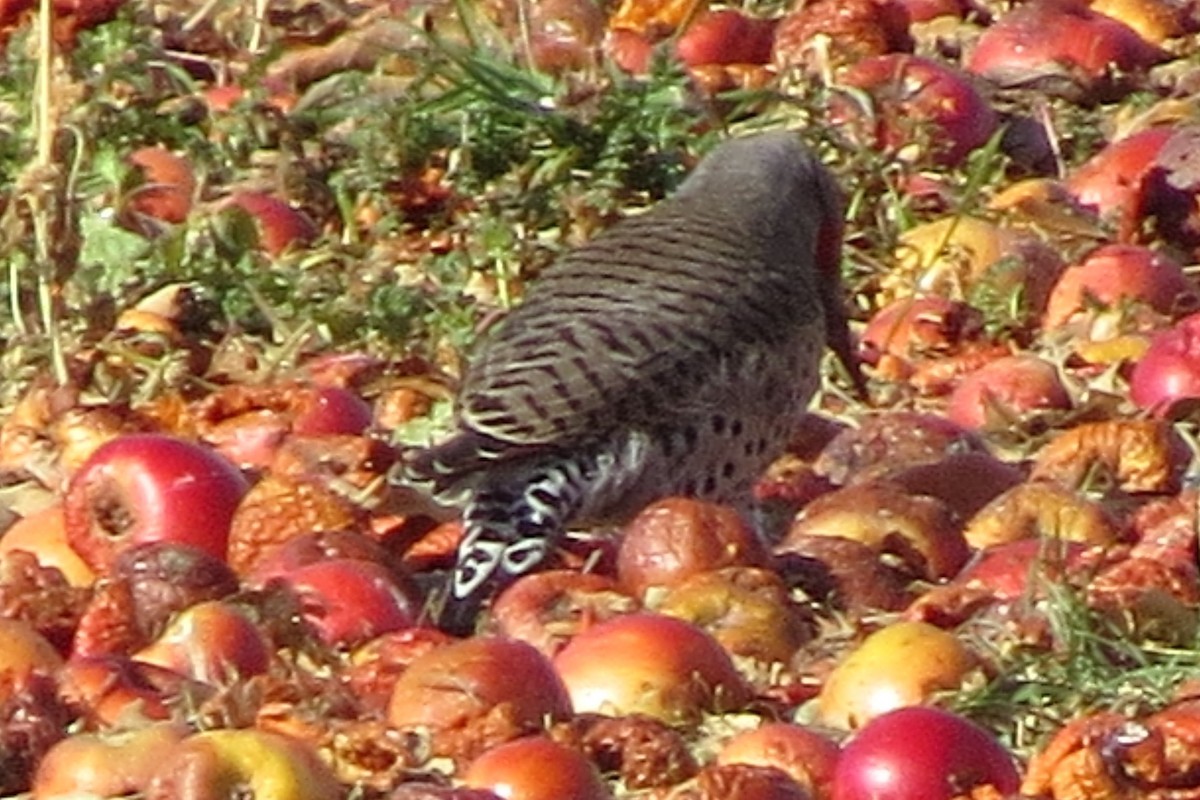 Northern Flicker (Red-shafted) - ML189135491
