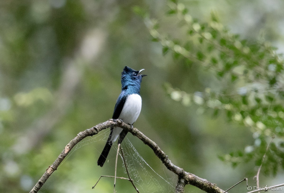 Satin Flycatcher - ML189135991