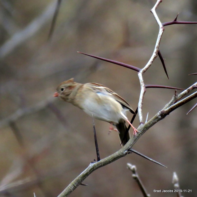 Field Sparrow - ML189137141