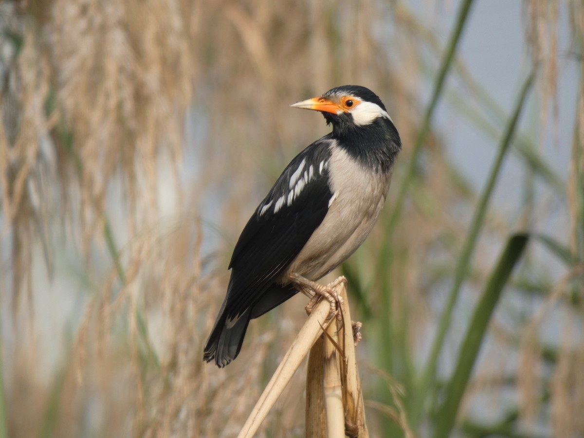 Indian Pied Starling - ML189137261