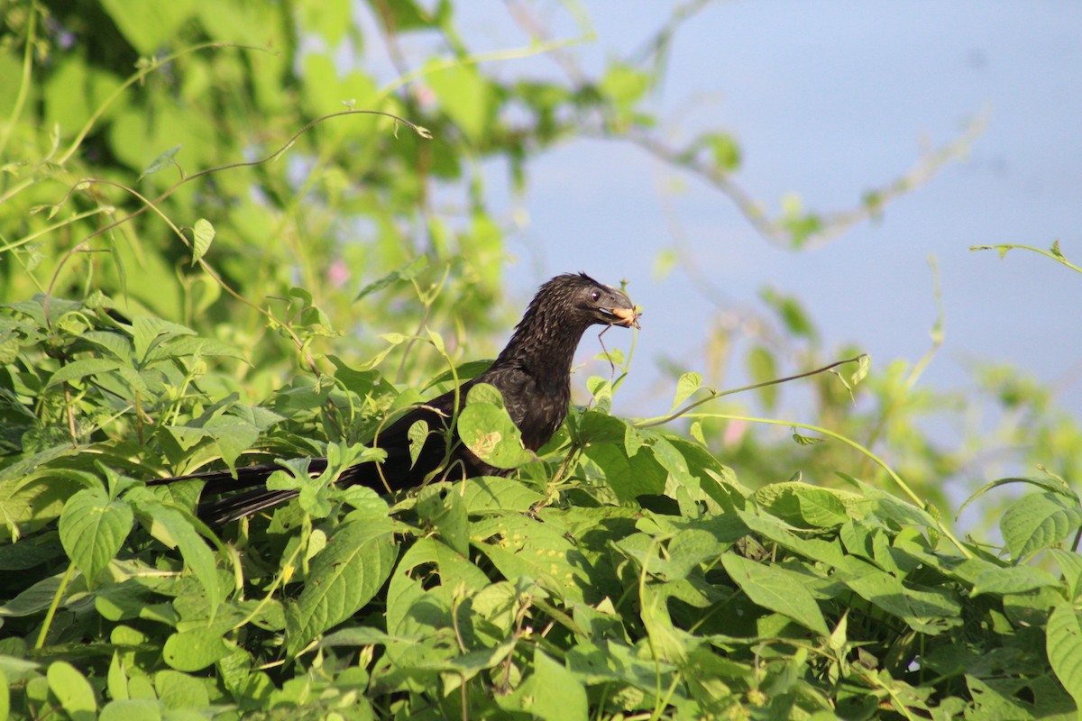 Groove-billed Ani - ML189137291