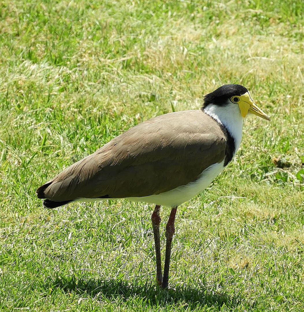 Masked Lapwing - David Fleming