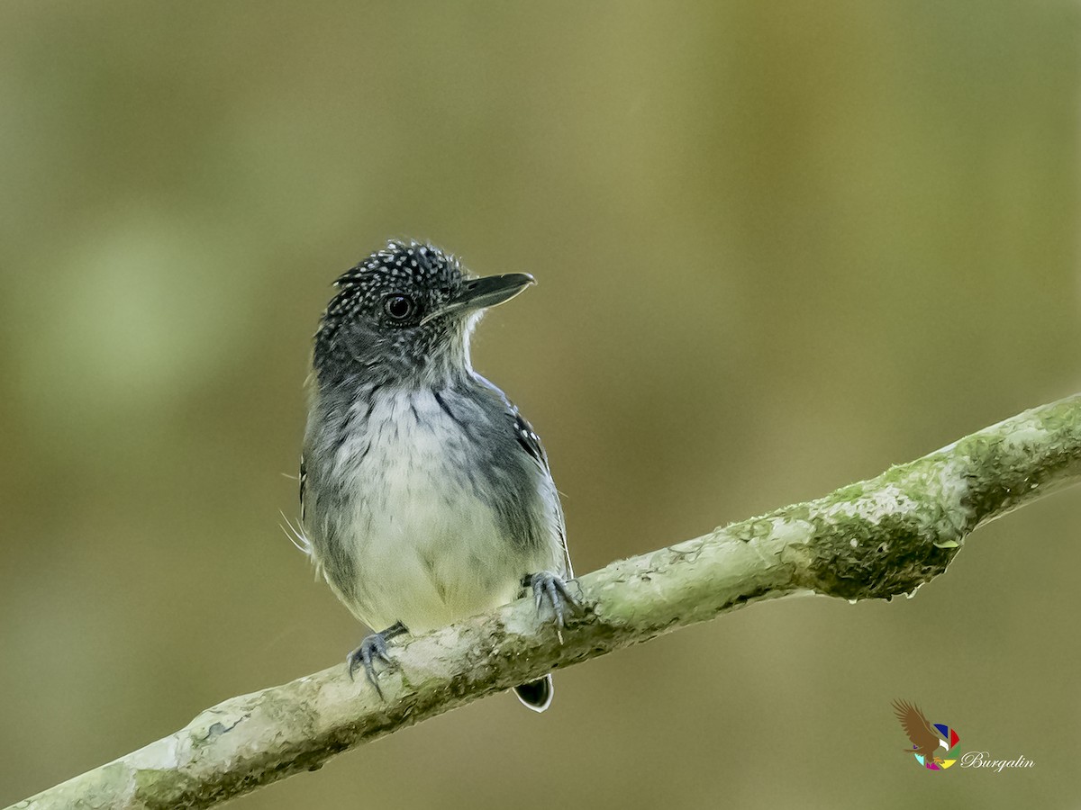 Spot-crowned Antvireo - fernando Burgalin Sequeria