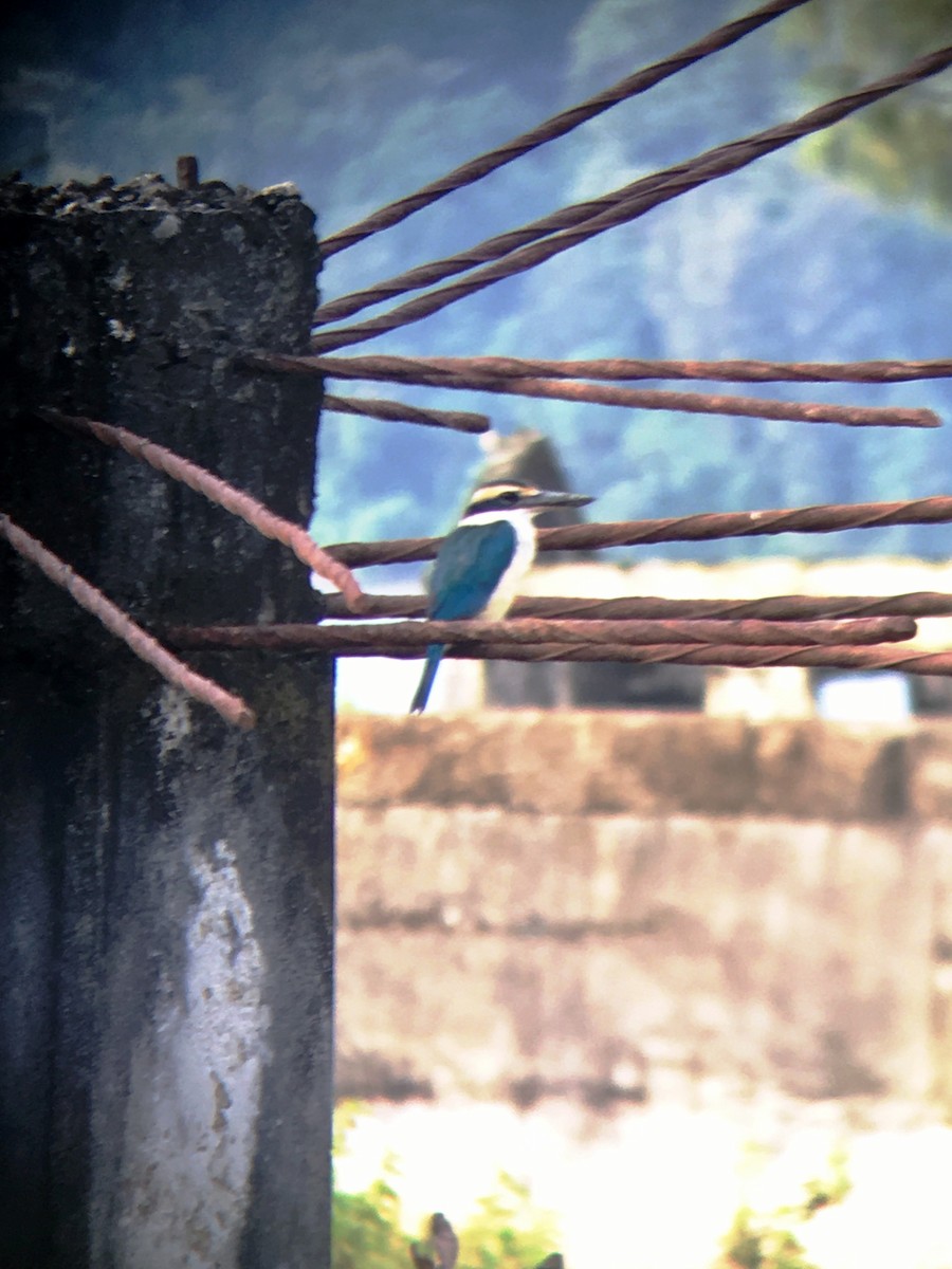 Collared Kingfisher - ML189139201