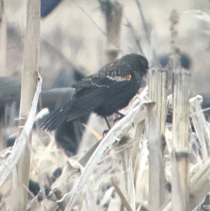 Red-winged Blackbird - ML189139591