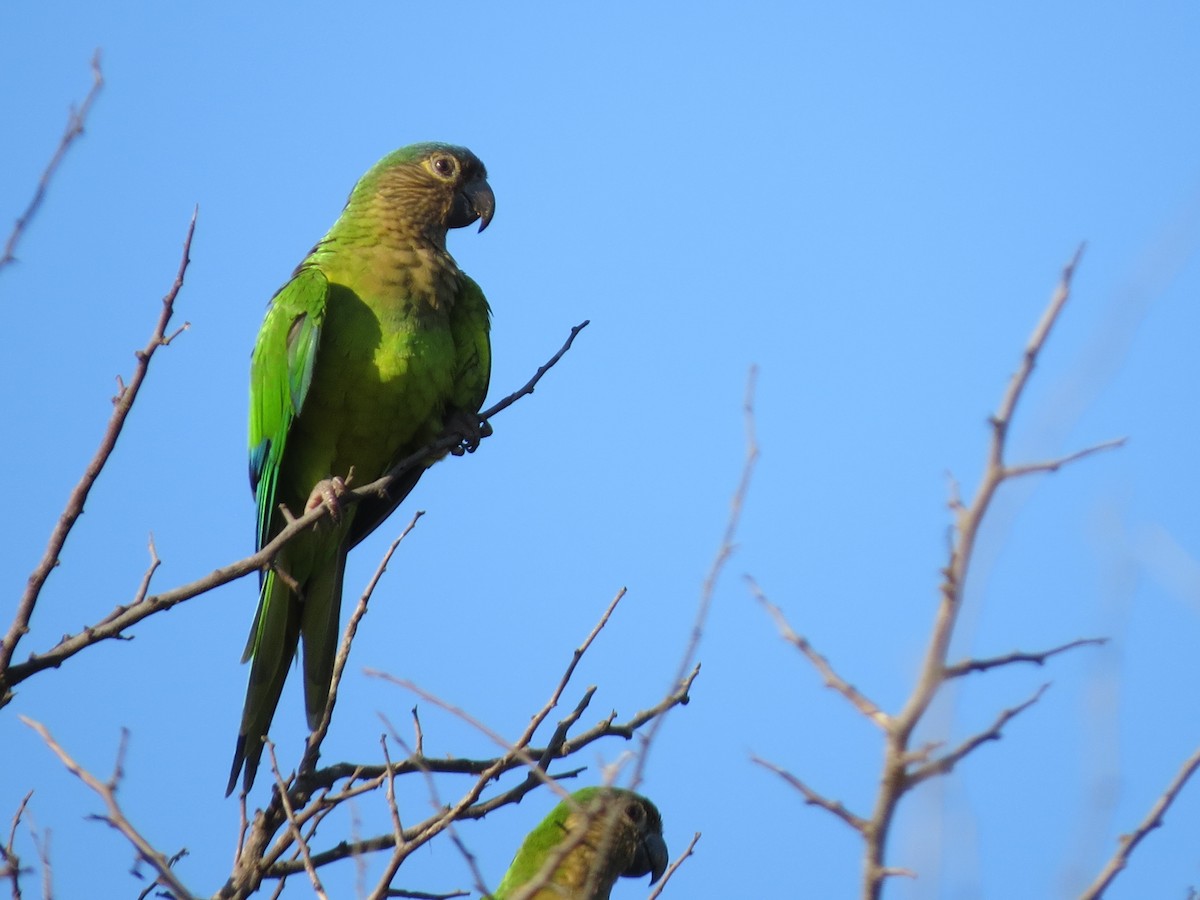 aratinga hnědohrdlý - ML189140631