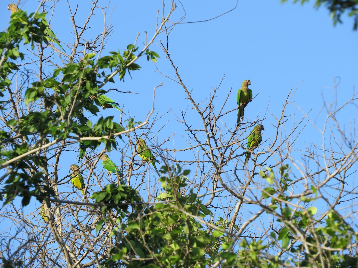 Brown-throated Parakeet - Alejandra Rendón | Warbler Tours