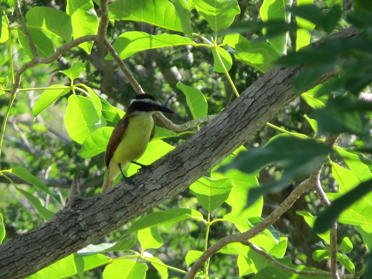 Boat-billed Flycatcher - Alejandra Rendón | Warbler Tours