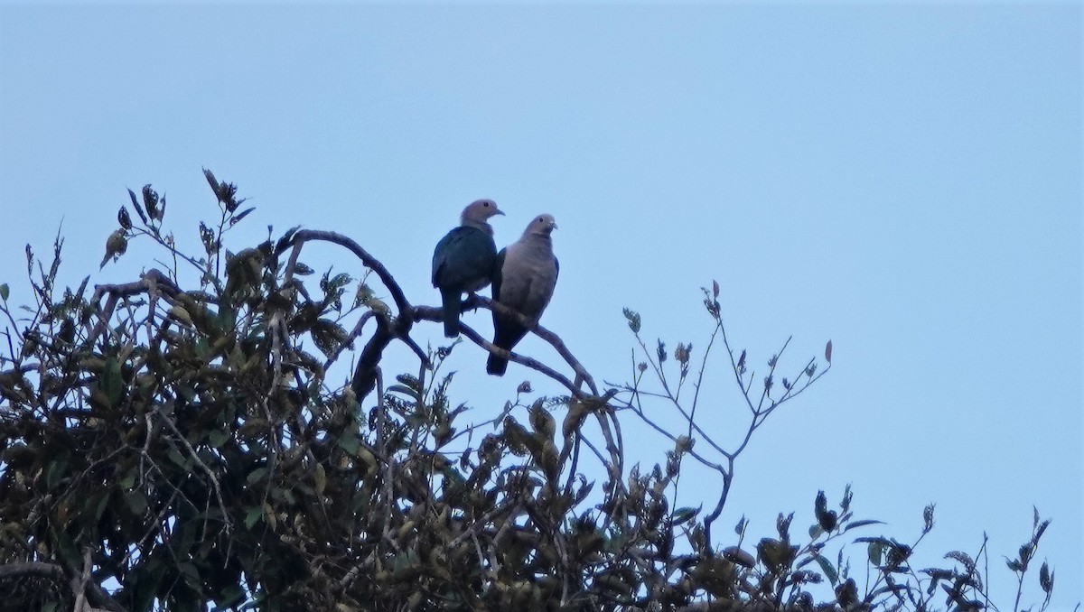 Green Imperial-Pigeon - ML189140871