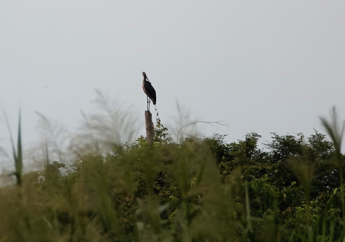 Lesser Adjutant - David Fraser