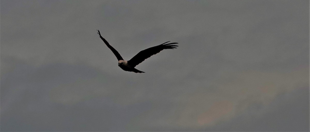 Brahminy Kite - ML189142291