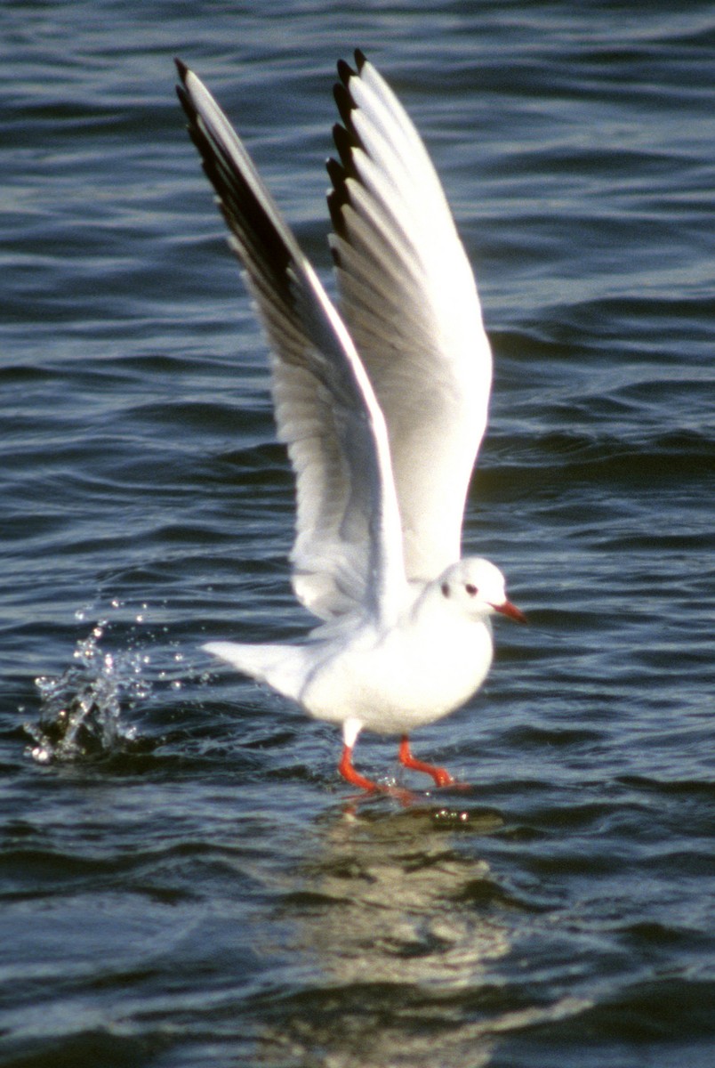 Black-headed Gull - Michael Gage