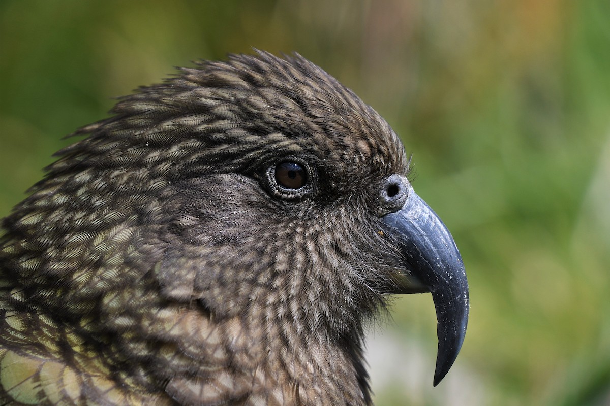 Kea - ML189145901