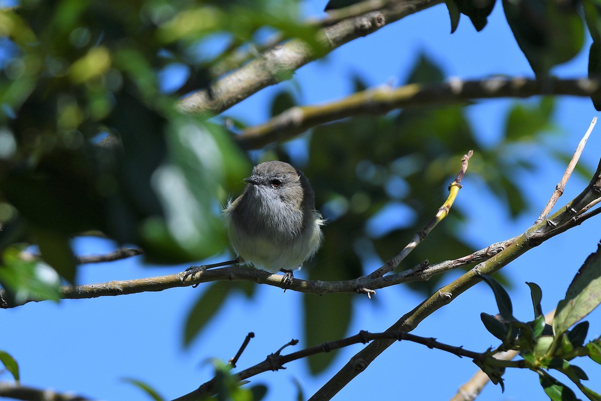 Gray Gerygone - kelly johnson