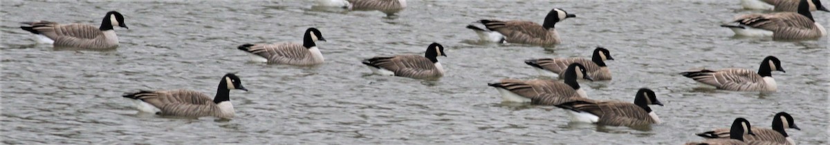 Cackling Goose (Richardson's) - ML189146951