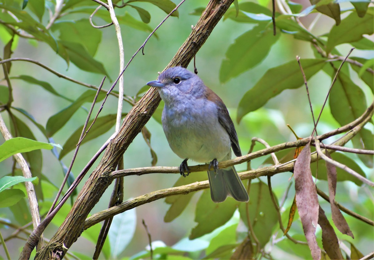 Gray Shrikethrush - ML189147521