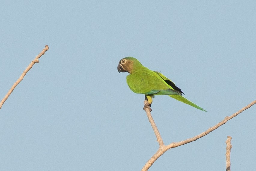 Brown-throated Parakeet - ML189147651