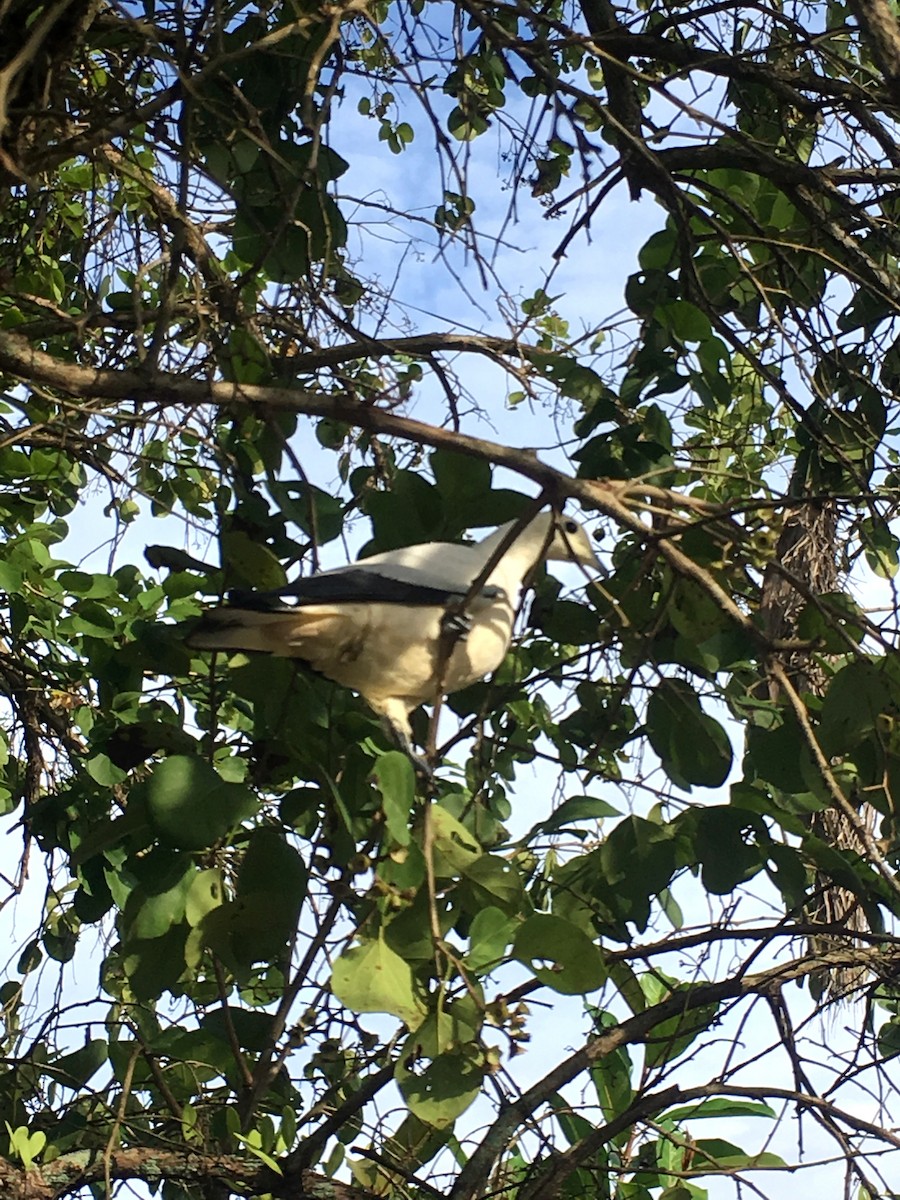 Pied Imperial-Pigeon - ML189150111