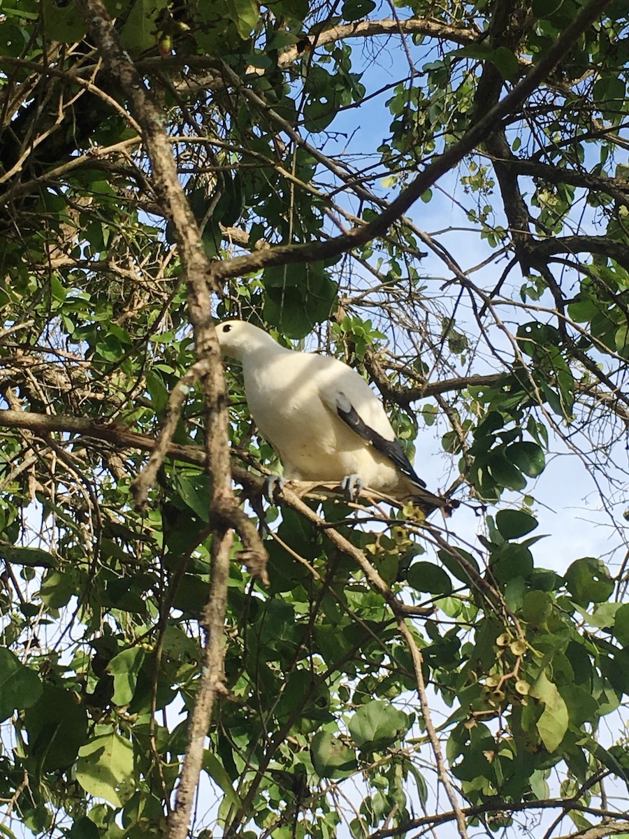 Pied Imperial-Pigeon - ML189150201