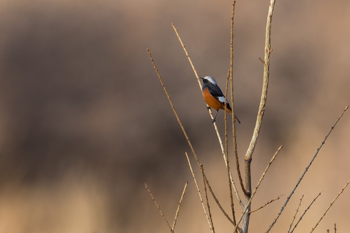 White-winged Redstart - Jun Yang