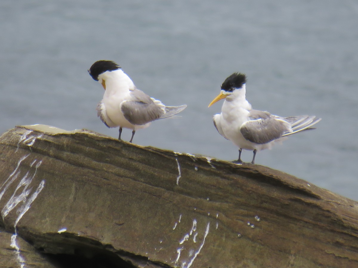 Great Crested Tern - Rodney Macready