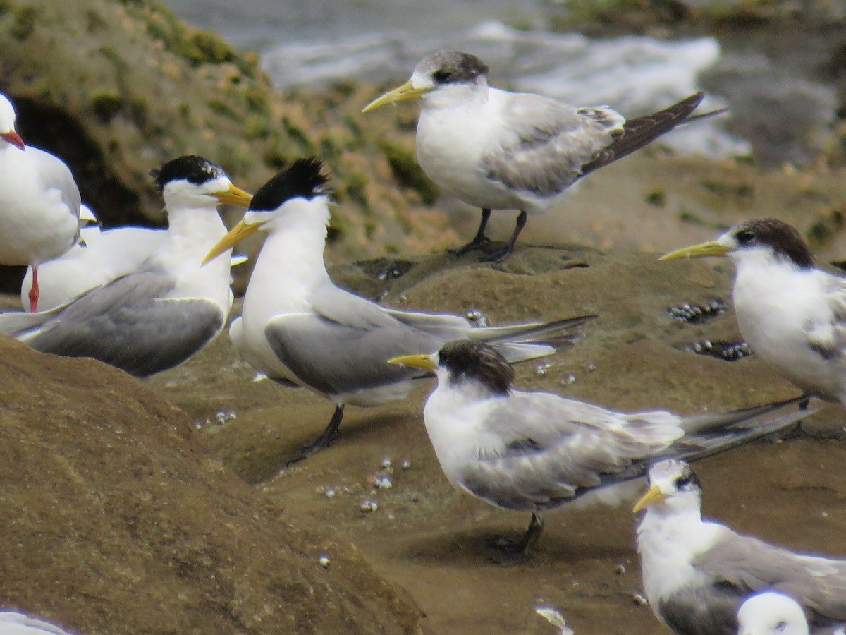 Great Crested Tern - ML189150661