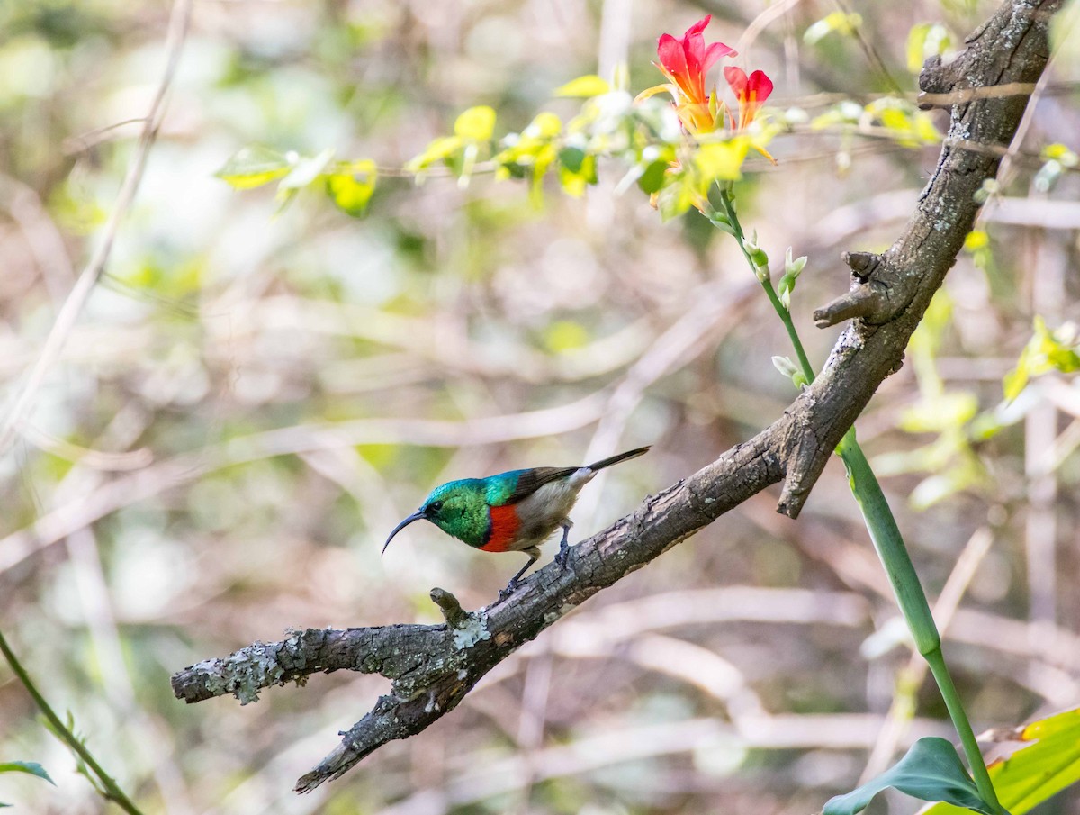 Doppelband-Nektarvogel - ML189151391